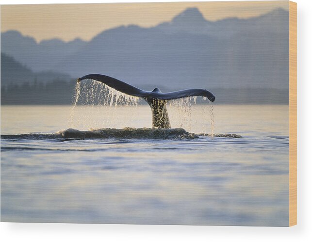 Feb0514 Wood Print featuring the photograph Humpback Whale Inside Passage Alaska by Konrad Wothe