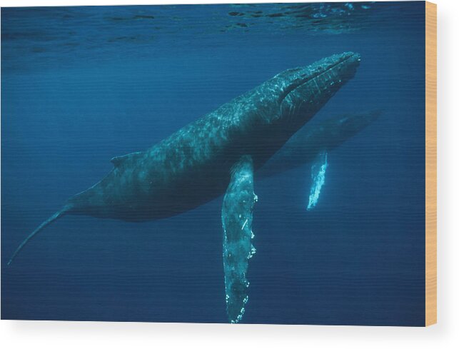 Feb0514 Wood Print featuring the photograph Humpback Whale Mother And Young Hawaii by Flip Nicklin
