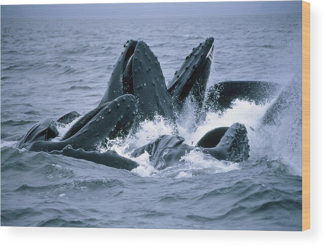 Feb0514 Wood Print featuring the photograph Humpback Whales Gulp Feeding On Herring by Flip Nicklin