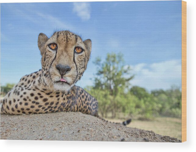Cheetah Wood Print featuring the photograph Hungry Cheetah by Alessandro Catta