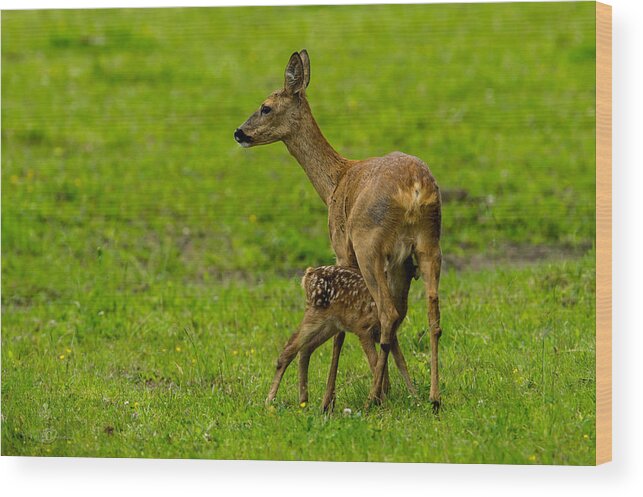 Hungry Roe Deer Fawn Wood Print featuring the photograph Hungry by Torbjorn Swenelius