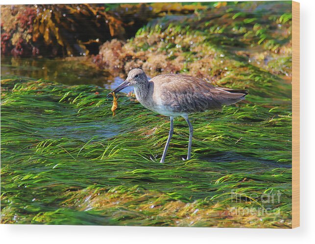 Willet Wood Print featuring the photograph Hungry Willet by Kasia Bitner