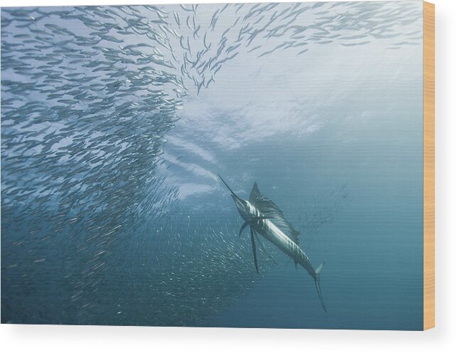 Sailfish Wood Print featuring the photograph Hunter And The Hunted by Alexander Safonov