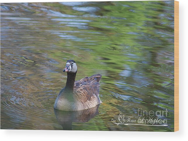 Hybrid Wood Print featuring the photograph Hybrid Canada/Greylag Goose 20120419a_86a by Tina Hopkins