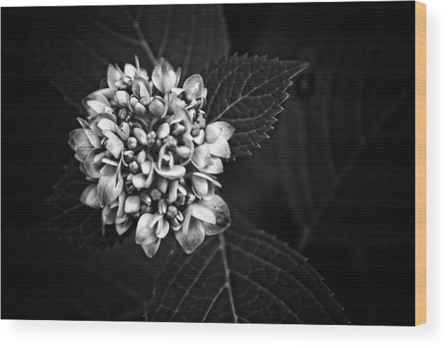 Flower Photography Wood Print featuring the photograph Hydrangea in Monochrome #5 by Ben Shields