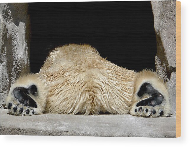  Polar Bear Wood Print featuring the photograph I Cant Bear It by Theo OConnor