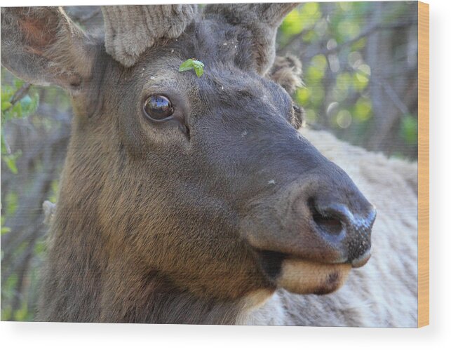 Elk Wood Print featuring the photograph I Have What On My Face? by Shane Bechler
