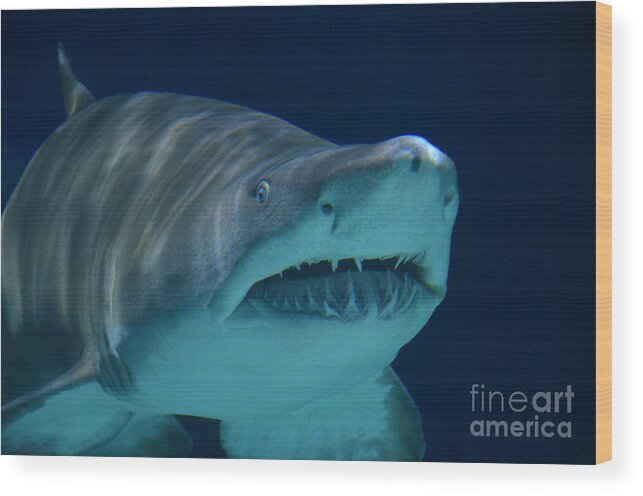 Shark Wood Print featuring the photograph I see you by Frank Larkin