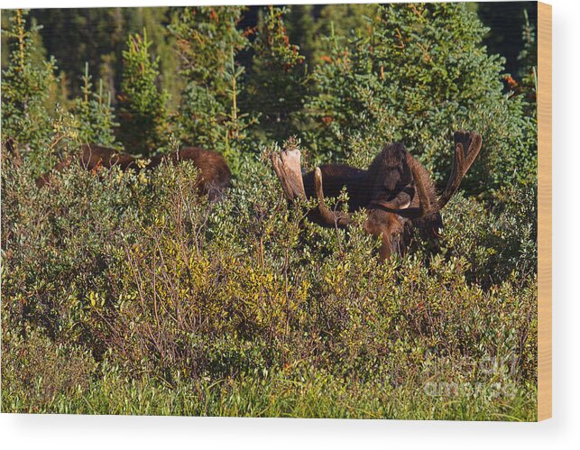 Bull Moose Print Wood Print featuring the photograph I Think we Lost them Butch by Jim Garrison