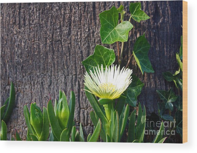 White Flowers Wood Print featuring the photograph Ice Flower with Vine by Kelly Holm