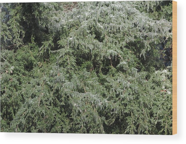 Ice Wood Print featuring the photograph Ice On Eastern Red Cedar by Daniel Reed