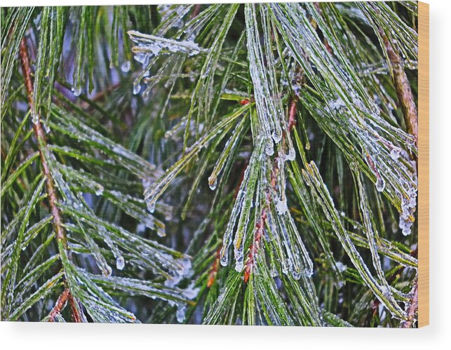 Ice Wood Print featuring the photograph Ice On Pine Needles by Daniel Reed
