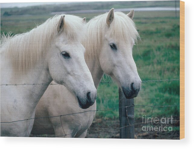 Fauna Wood Print featuring the photograph Icelandic Horses by Kenneth W Fink