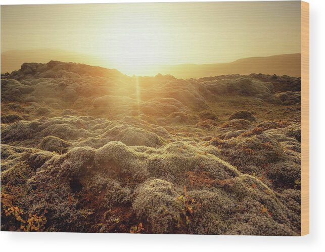 Scenics Wood Print featuring the photograph Icelandic Moss At Sunset by Spreephoto.de