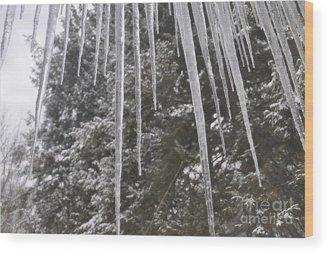 Winter Wood Print featuring the photograph Icicle Dreams by Cornelia DeDona