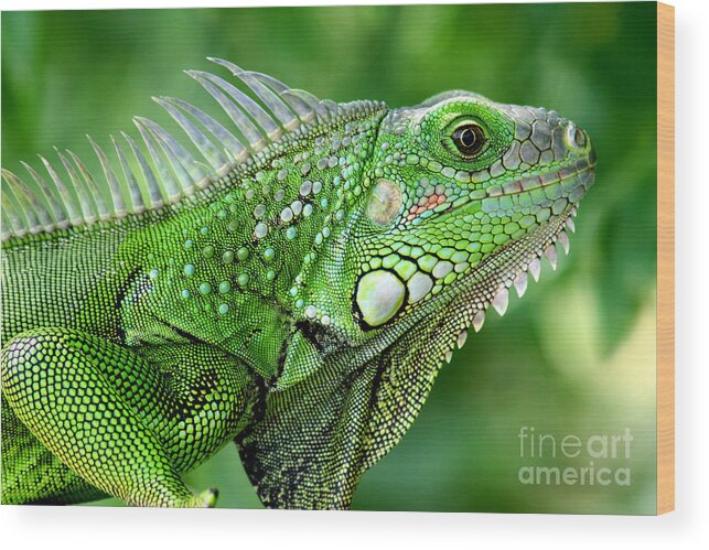 Nature Wood Print featuring the photograph Iguana by Francisco Pulido