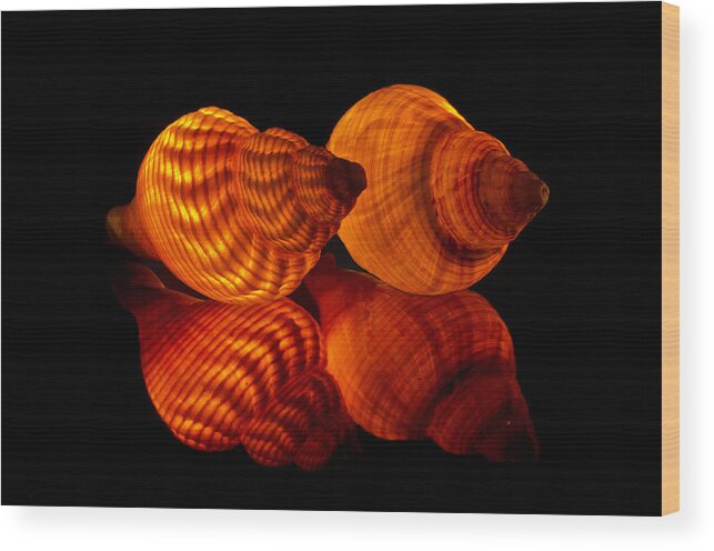 Seashells Wood Print featuring the photograph Illuminated Shells by Pete Hemington