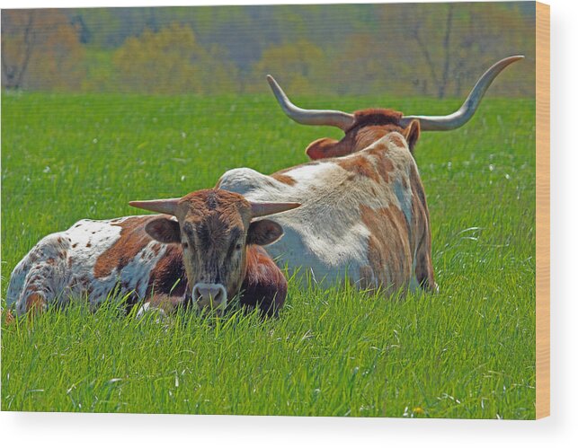 Longhorn Wood Print featuring the photograph I'm Just a Baby by Lynn Sprowl