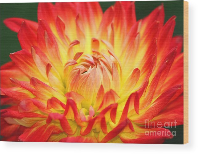 Flower Wood Print featuring the photograph Img 0023 Flor En Rojo Detalle by Francisco Pulido