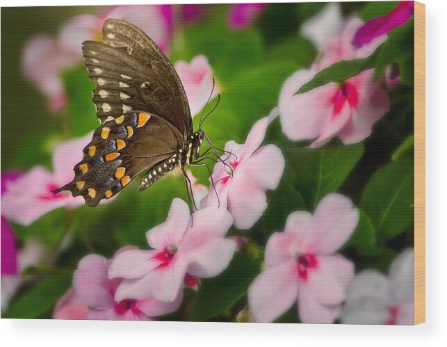 Butterfly Wood Print featuring the photograph Impatient Swallowtail by Bill Wakeley