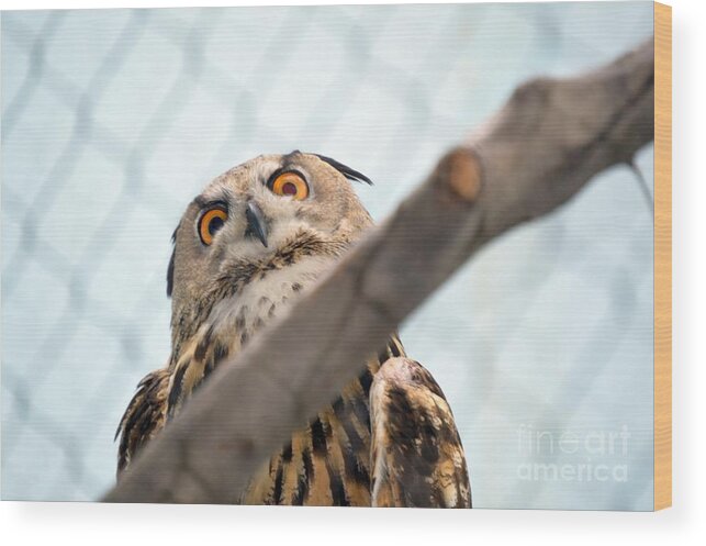 Owl Wood Print featuring the photograph Imperious Owl by Lynellen Nielsen