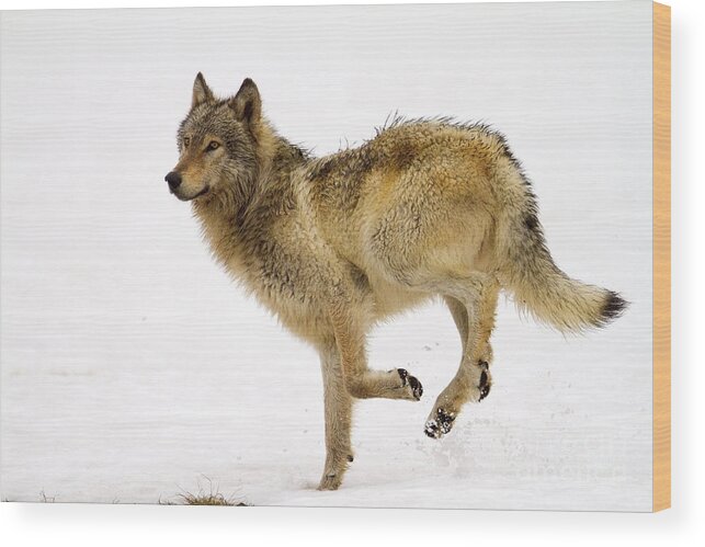 Grey Wolf Wood Print featuring the photograph Impulse by Aaron Whittemore