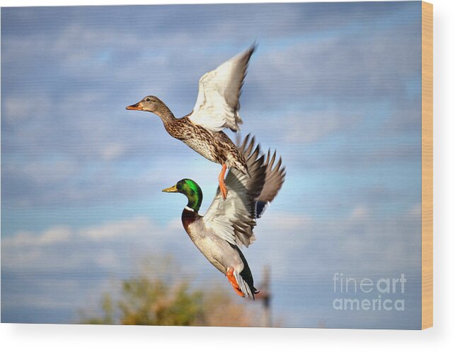 Duck Wood Print featuring the photograph In-Flight by Deb Halloran