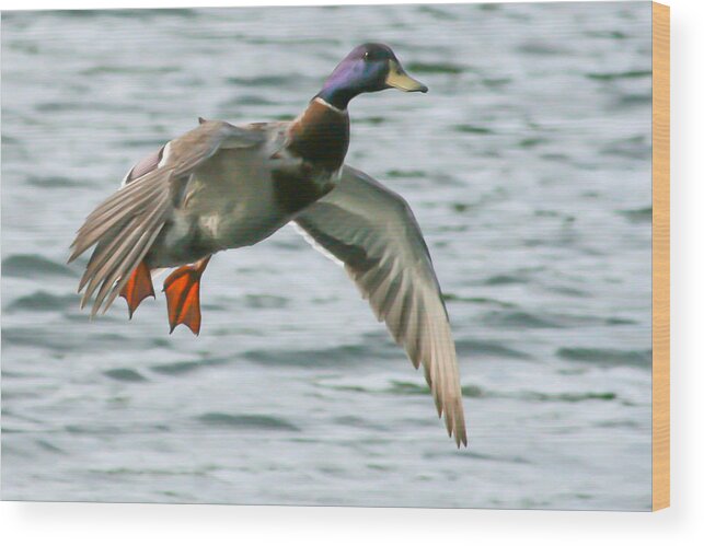 Duck Wood Print featuring the photograph In For A Landing by Jeff Mize