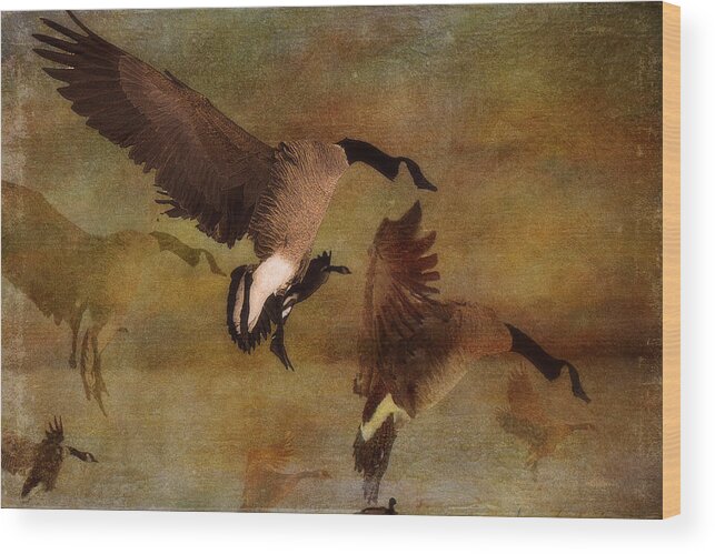 Goose Wood Print featuring the photograph In For the Night - Mixed Media by Kathy Bassett