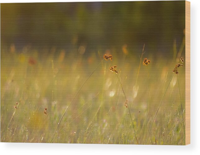 Field Wood Print featuring the photograph In Silence by Melanie Moraga