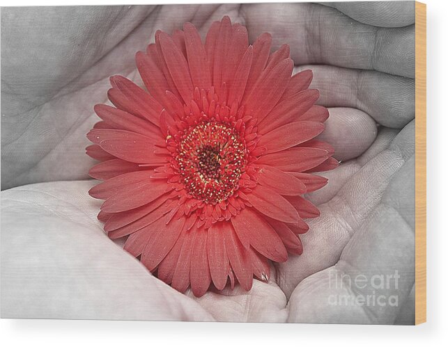 Gerbera Wood Print featuring the photograph In Strong Hands by Clare Bevan