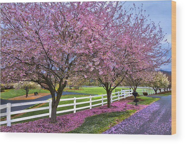 Andrews Wood Print featuring the photograph In The Pink by Debra and Dave Vanderlaan