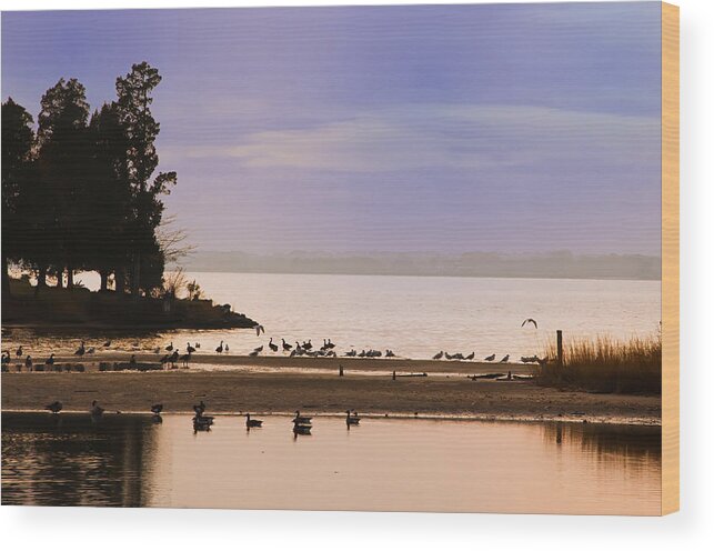 In The Quiet Morning Wood Print featuring the photograph In The Quiet Morning by Bill Cannon
