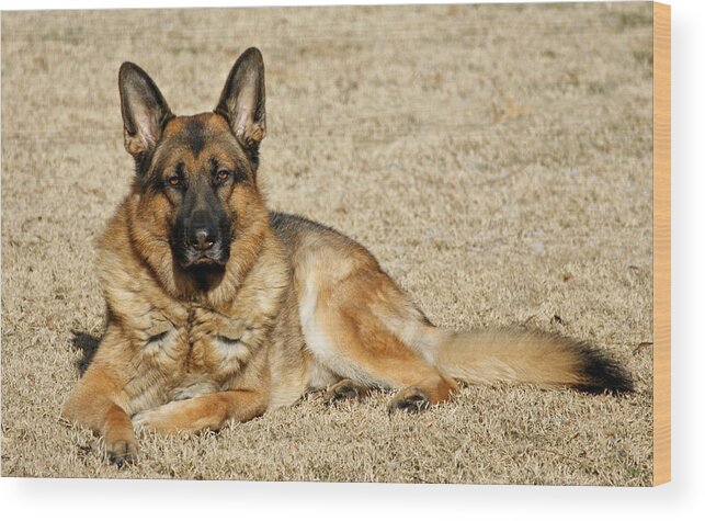 German Shepherd Wood Print featuring the photograph In the Sunshine by Sandy Keeton