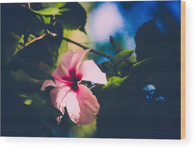 Pink Flower Wood Print featuring the photograph In the Tropics by Sara Frank