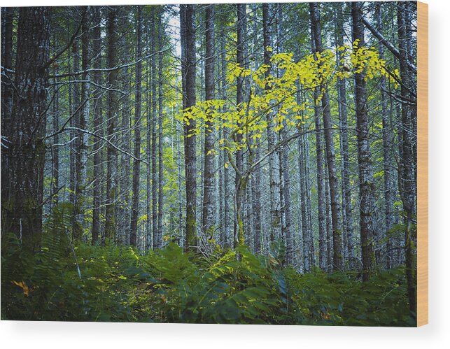 Woods Wood Print featuring the photograph In the Woods by Belinda Greb