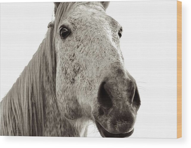 Horse Face Photograph Wood Print featuring the photograph In Your Face by Kristina Deane