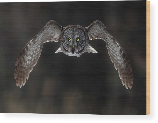 Owl Wood Print featuring the photograph In Your Face. by Peter Stahl
