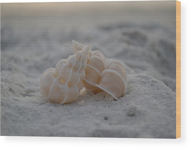 Seashells Wood Print featuring the photograph In Your Light by Melanie Moraga