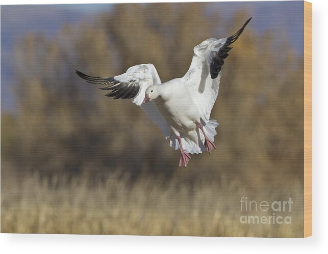 Bird Wood Print featuring the photograph Incoming Snow goose by Bryan Keil