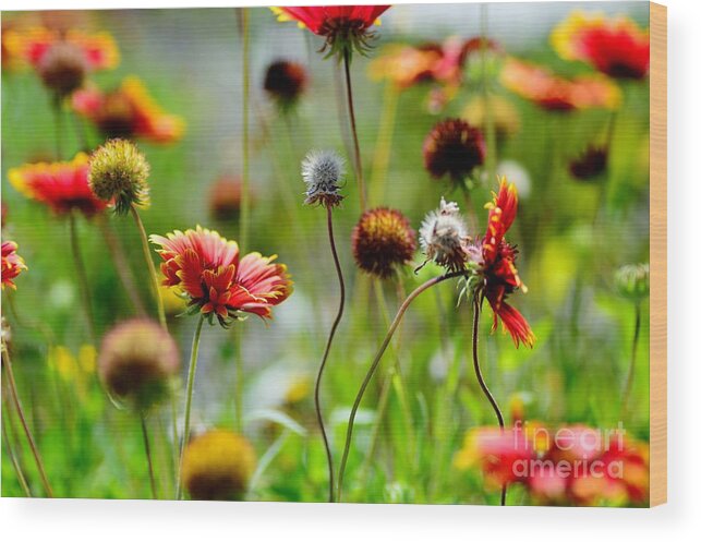 Indian Blanket Wildflowers Wood Print featuring the photograph Indian Blanket by Julie Adair