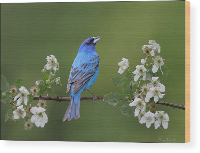 Indigo Bunting Wood Print featuring the photograph Indigo Bunting on Berry Blossoms by Daniel Behm