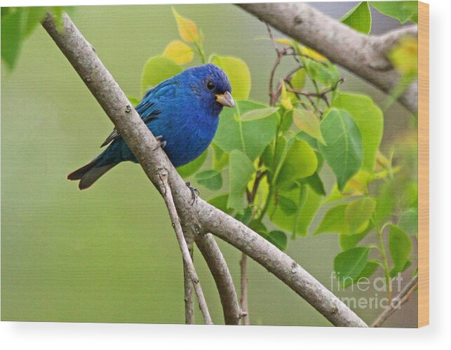 Indigo Bunting Photo Wood Print featuring the photograph Blue Indigo Bunting Bird by Luana K Perez