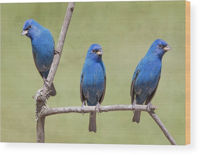 Indigo Buntings Wood Print featuring the photograph Indigo Bunting Spring by Bonnie Barry
