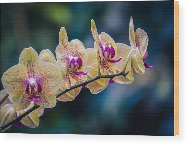 Orchids Wood Print featuring the photograph Inner Beauty by Sara Frank