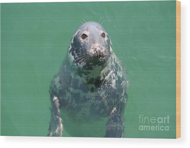 Inquisitive Seal Wood Print featuring the photograph Inquisitive seal by Jim Gillen