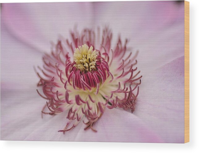 Floral Wood Print featuring the photograph Inside the Flower by Mike Martin
