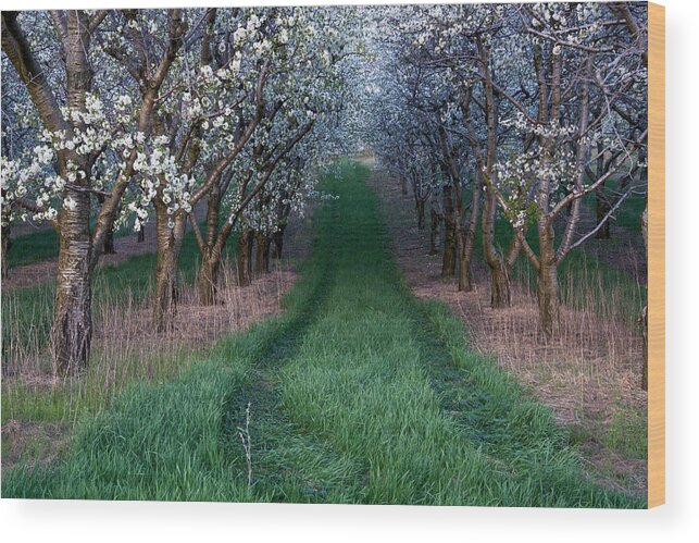 Flower Wood Print featuring the photograph Into the Cherry Orchard at Evening by Mary Lee Dereske