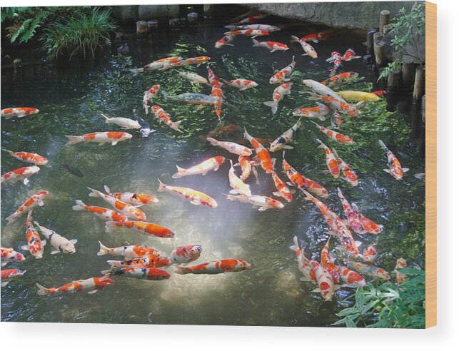 Japanese Koi Carp Wood Print featuring the photograph Into the light by Scott Carruthers