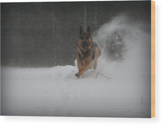 German Shepherd Wood Print featuring the photograph Into the Light by Sue Long